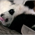Baby Panda Fu Hu