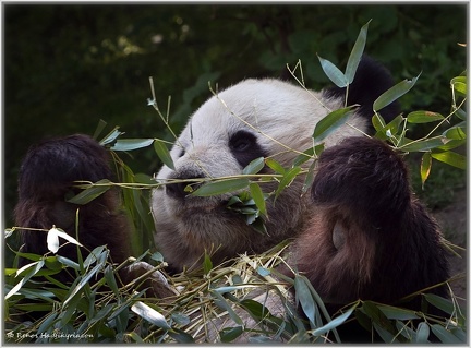 Panda Vater Long Hui