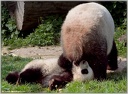 Panda FU HU und Mutter Yang Yang