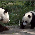 Panda Baby Fu Hu und Mutter Yang Yang