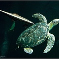Meeres Schildkröte 